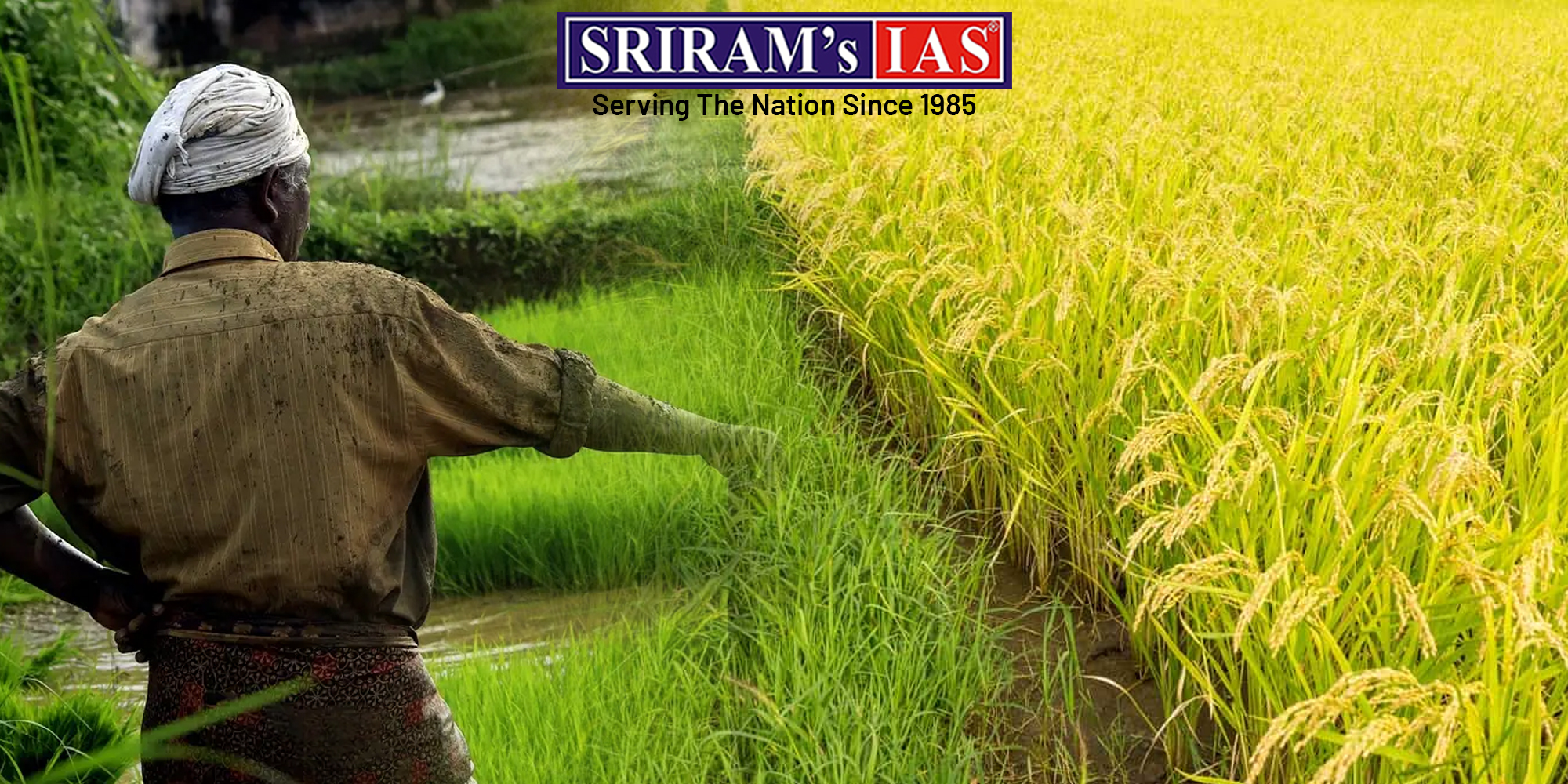 DIRECT SEEDED RICE (DSR): METHOD, BENEFITS, AND LIMITATIONS